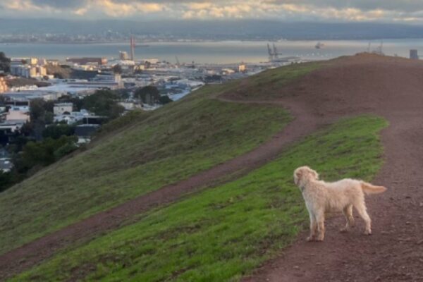 Welcome to Bernal Heights