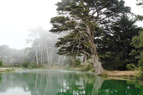 Golden Gate Park: A Must-Visit Destination in San Francisco