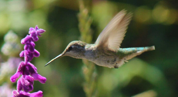 Alemany Farm Bird Walk