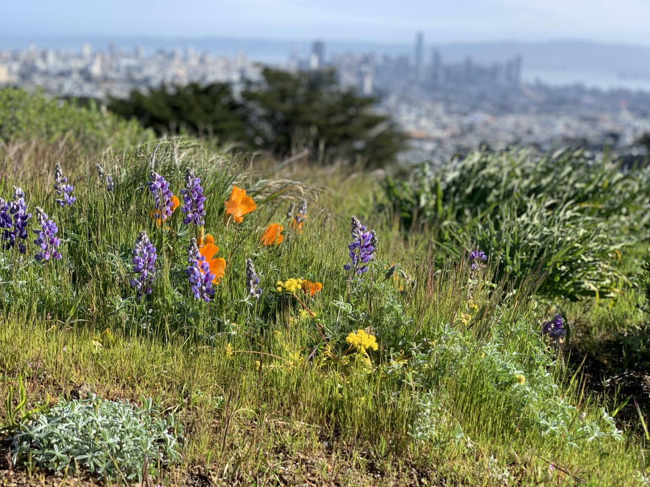 Bernal Heights Native Plant Habitat Restoration