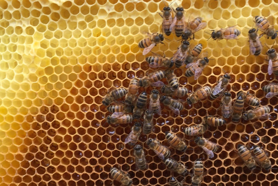 Buzzing with Peridot: An Insightful Interview with Bernal Heights Beekeeper Extraordinaire