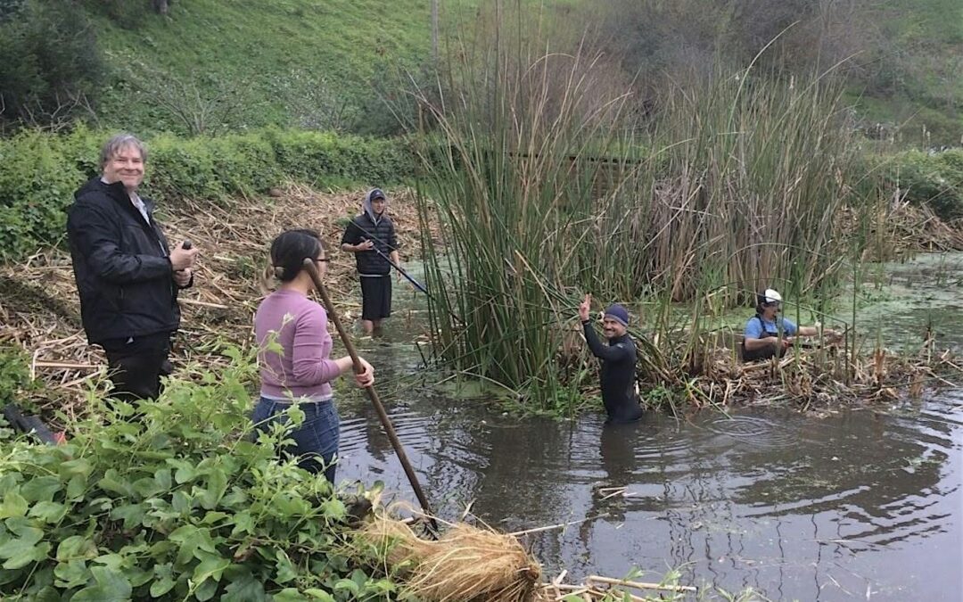 Water Gardening & Alemany Pond Restoration Day