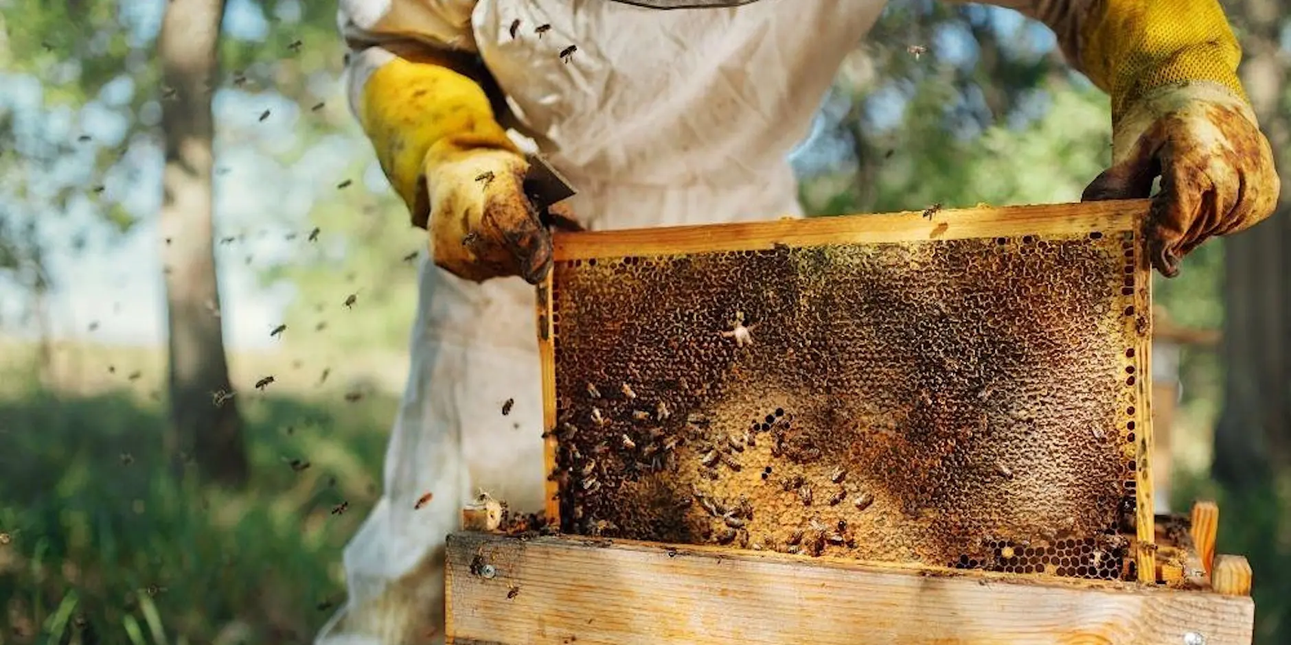 Intro to Urban Beekeeping | Alemany Farm