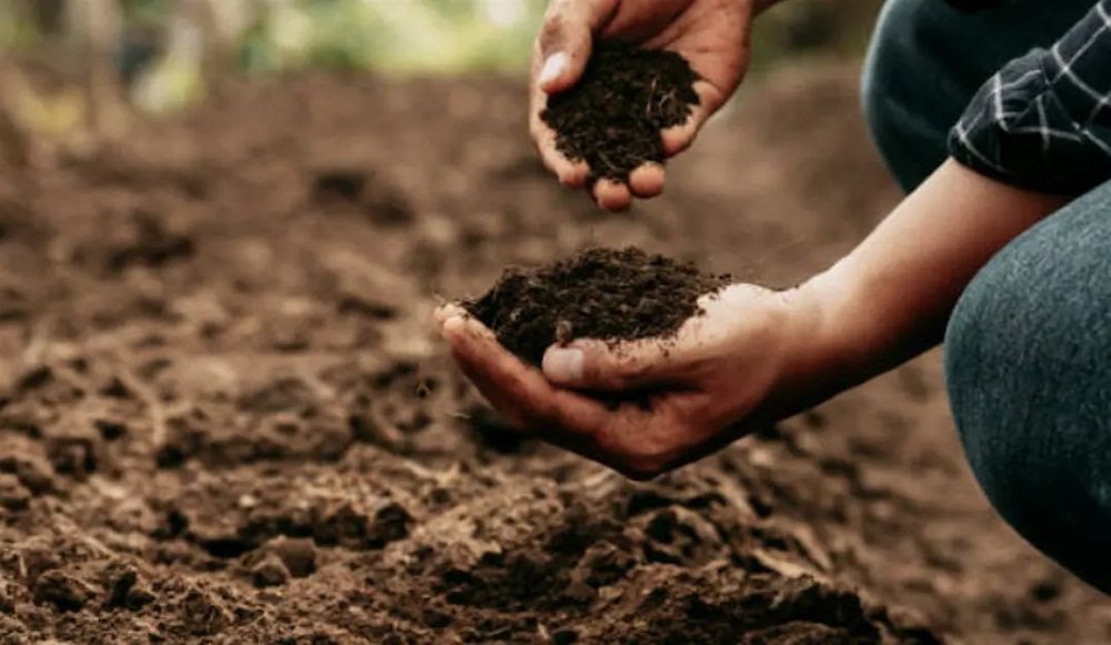 Soil Stewardship @ Alemany Farm