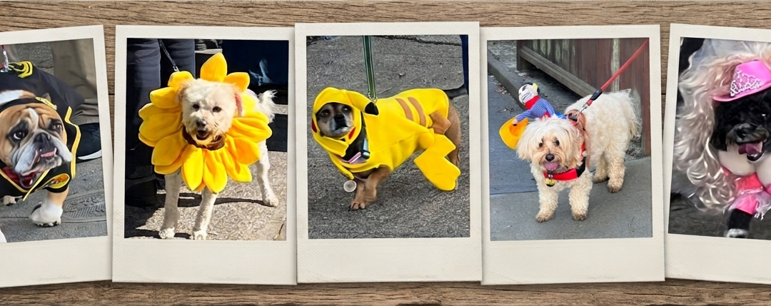 Tails, Capes, and Cortland: Photos from Ronnie’s 5th Annual Bernal Heights Pet Parade