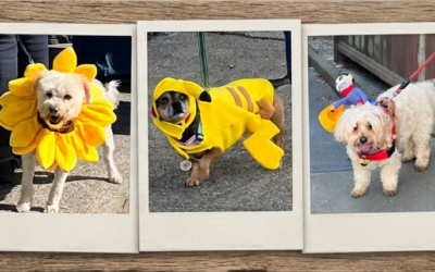 5th Annual Bernal Heights Pet Parade